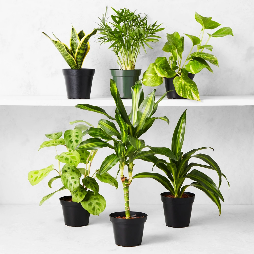 Variety Live Foliage, Set of 3