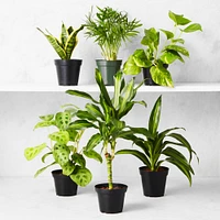 Variety Live Foliage, Set of 3