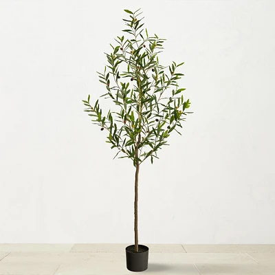 6' Faux Indoor Olive Tree