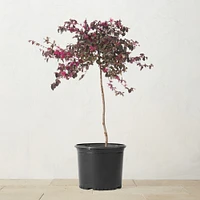 Alder & Oak Chinese Fringe Flower Patio Tree