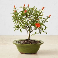 Live Dwarf Pomegranate Bonsai