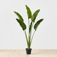 Faux Bird of Paradise Plant in Plastic Pot, 10 Leaves, 5'