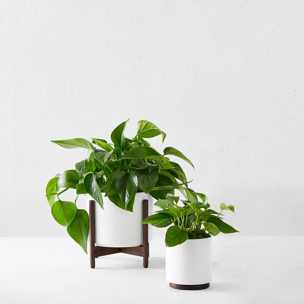 Live Medium Jade Pothos Indoor House Plant