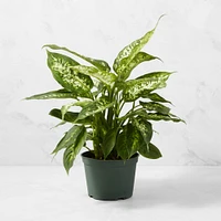 Live Dieffenbachia House Plant