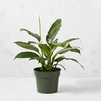 Live Spathaphylum Peace Lily House Plant, 1'