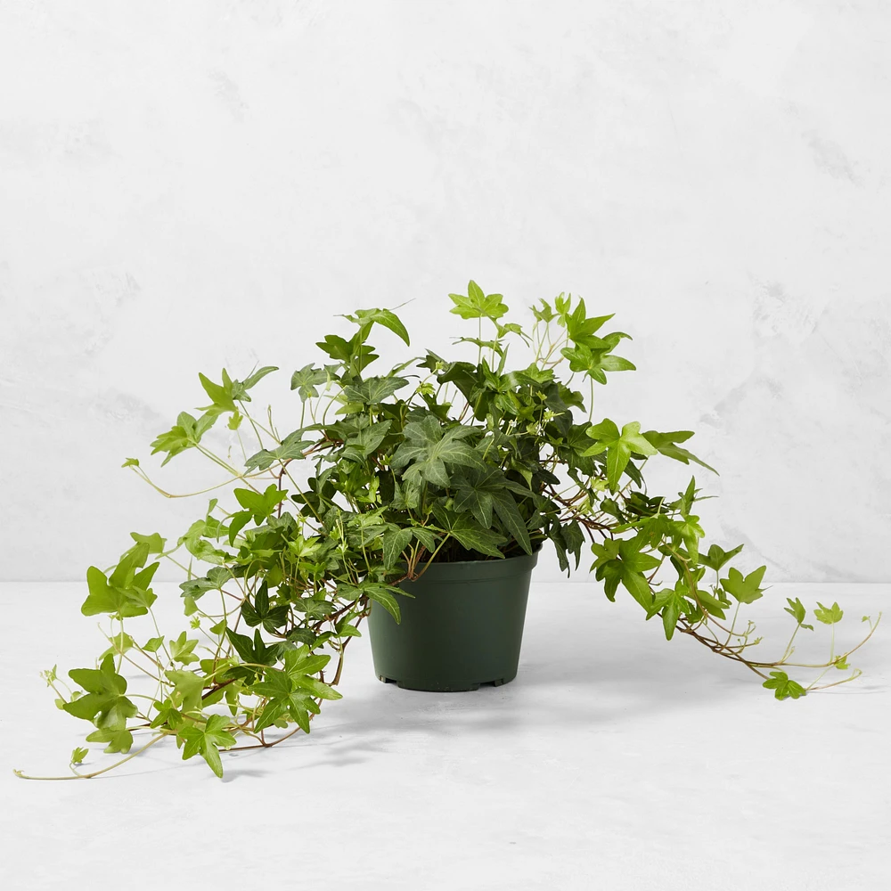 Live English Ivy House Plant