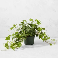 Live English Ivy House Plant, 8"