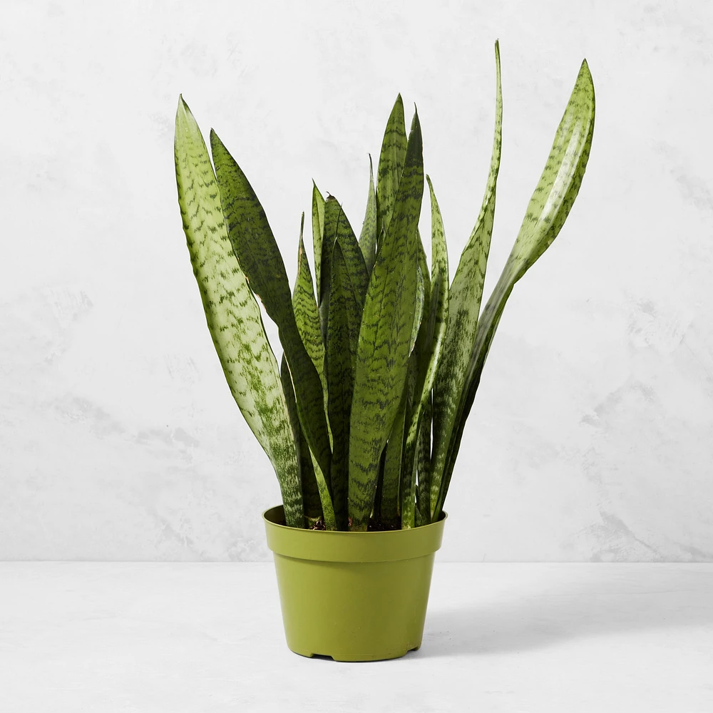 Live Sansevieria Snake House Plant