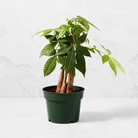 Live Money Tree House Plant, 1.5'