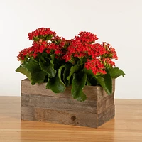 Live Double Kalanchoe in Reclaimed Wood Planter, 7.5"