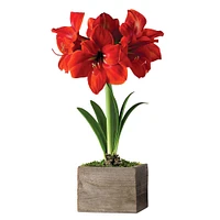 Fresh Red Amaryllis Wooden Planter