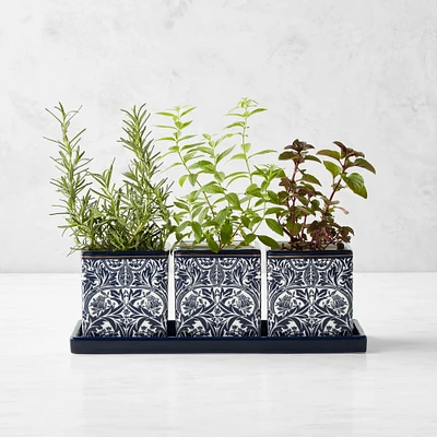 Williams Sonoma Home x Morris & Co. Bluebell Herb Planter Set