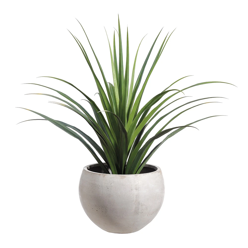 Faux Dracaena Cactus in Cement Planter, 53"