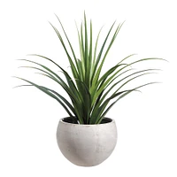 Faux Dracaena Cactus in Cement Planter, 53"