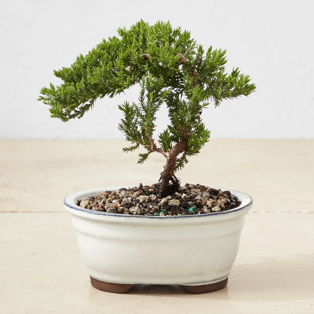 Live Green Mound Juniper Bonsai, 7"