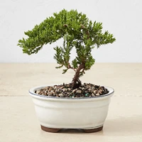 Live Green Mound Juniper Bonsai, 7"