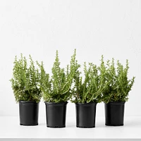 Alder & Oak Rosemary Shrub, 1', Set of 4