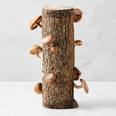 Shiitake Mushroom Log Kit