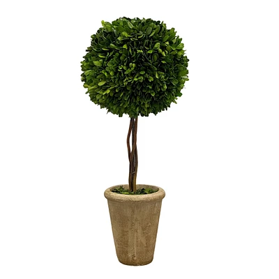 Preserved Boxwood Ball Topiary