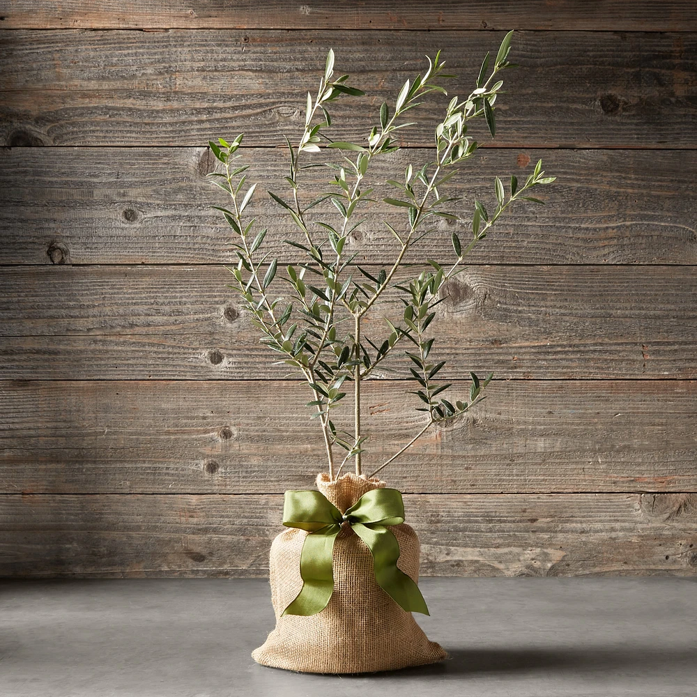 Live Mini Olive Tree, 2'