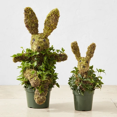 Baby Ivy & Moss Easter Bunny Live Topiary, 12"