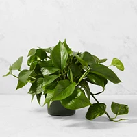 Live Pothos House Plant, 9"