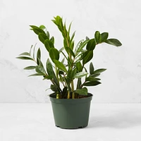 Live ZZ House Plant, 6"