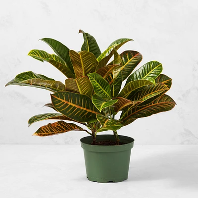 Live Croton House Plant, 1.5'