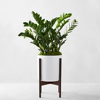 Live Large Zanzibar Gem Indoor House Plant