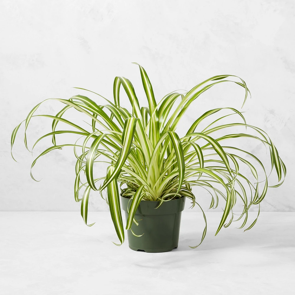 Live Spider House Plant, 1'