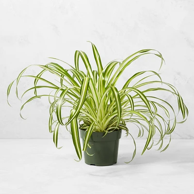 Live Spider House Plant, 12"