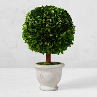 Preserved Boxwood Ball Topiary in Pot, 9"