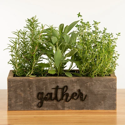 Live Triple Herb Garden in "Gather" Wooden Planter, 8"