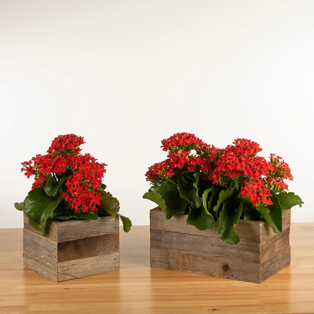 Live Kalanchoe in Reclaimed Wood Planter, 4"