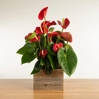 Fresh Red Anthurium in Reclaimed Wood Planter, 12"-14"