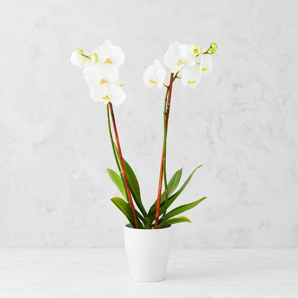 Fresh Double White Novelty Orchid in 5" Ceramic Pot