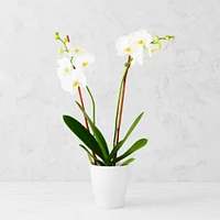 Fresh Double Phalaenopsis Orchid in 5" Ceramic Pot