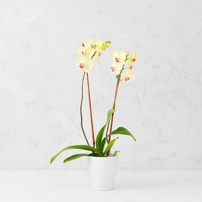 Fresh Double Phalaenopsis Orchid in 5" Ceramic Pot