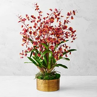 Lunar New Year Potted Orchid Arrangement