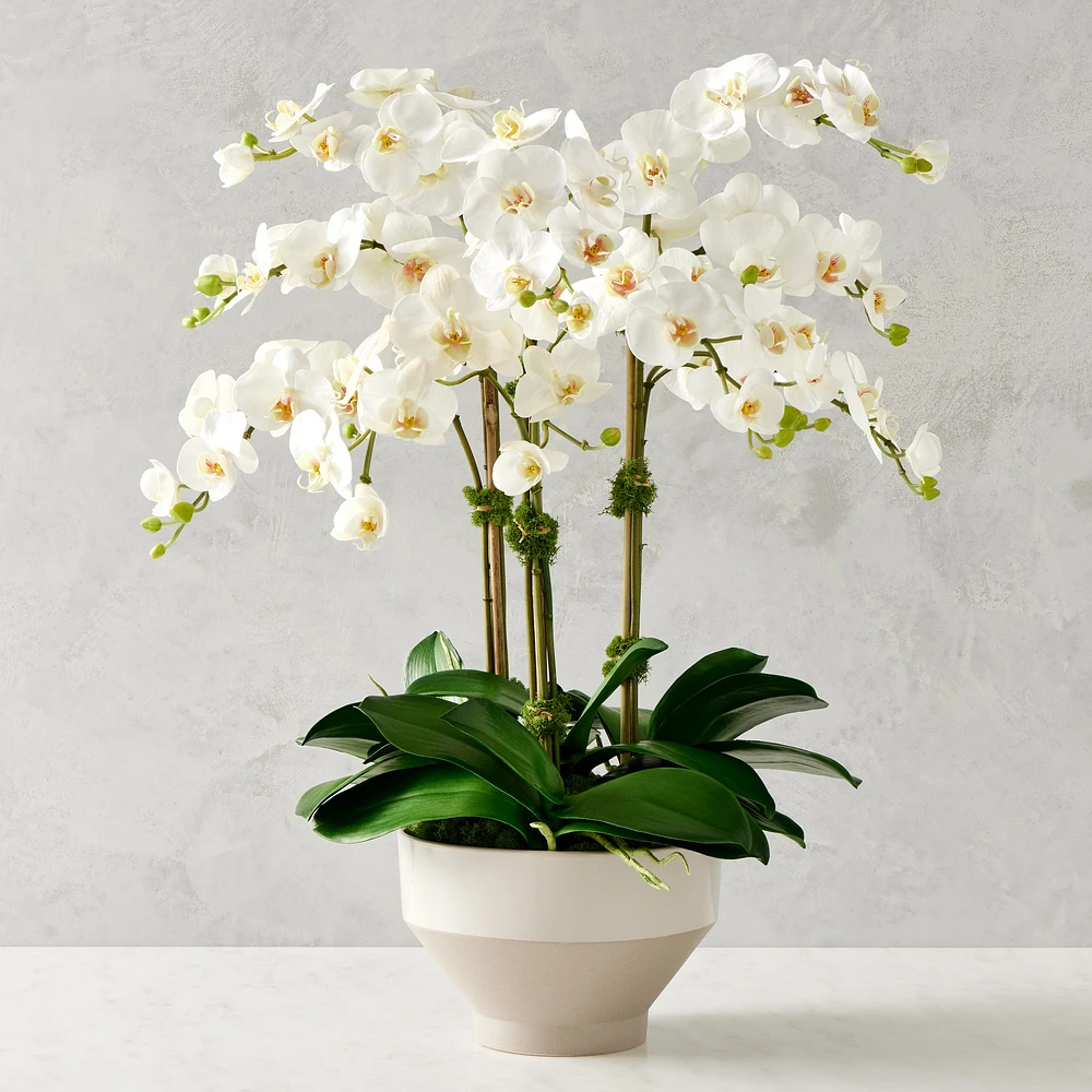 Jeff Leatham x Williams Sonoma Real Touch Faux White Phalaenopsis Orchid in Tapered Bowl, 25"