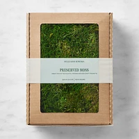 Williams Sonoma Preserved Forest Moss