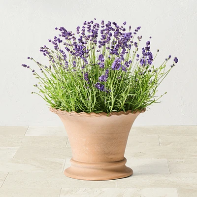 Williams Sonoma Terracotta Scallop Planter