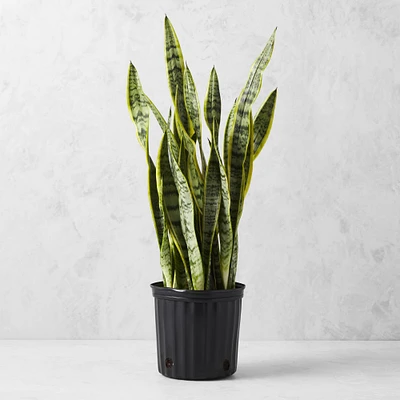 Live Snake Floor Plant, 27"