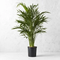 Live Cat Palm Tree, 40"-47"