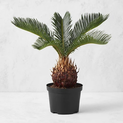 Live Sago Palm, 14"