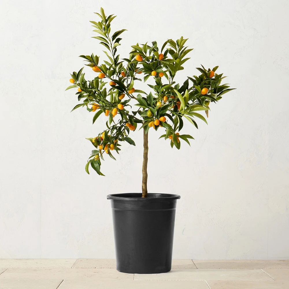 Live Alder & Oak Standard Kumquat Tree, 24"-36"