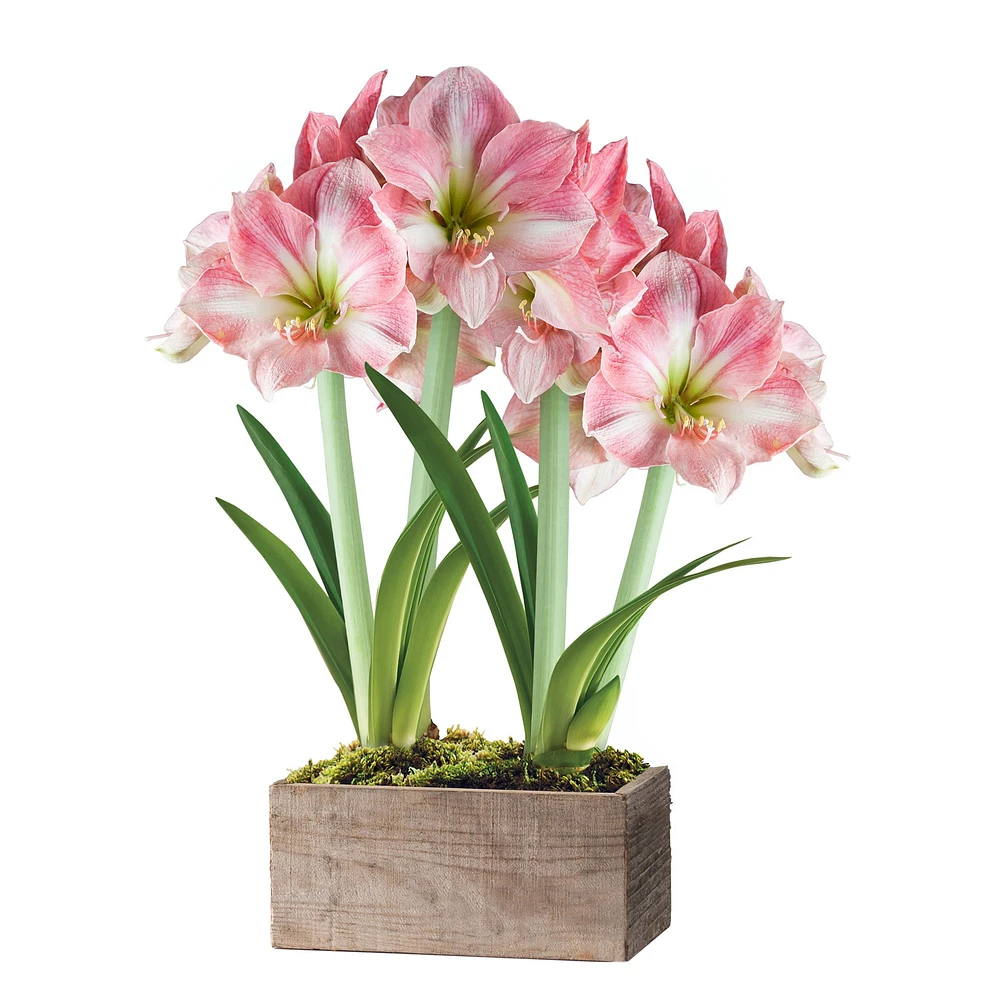 Fresh Pink & White Amaryllis Wooden Planter, 16"-24"