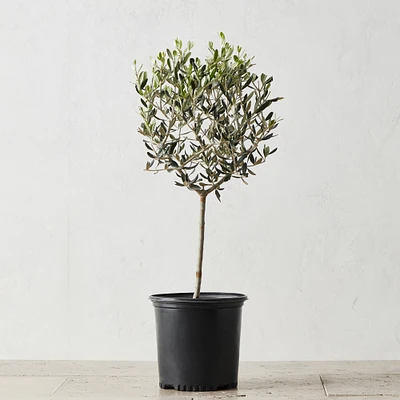Live Alder & Oak Petite Patio Olive Tree, 20"-22"