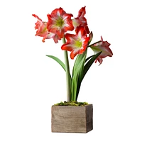 Fresh Red & White Amaryllis Wooden Planter, 16"-24"