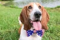 Huxley & Kent - Bow Tie - Liberty